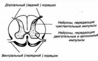 Корешковый синдром при остеохондрозе в грудном отделе позвоночника