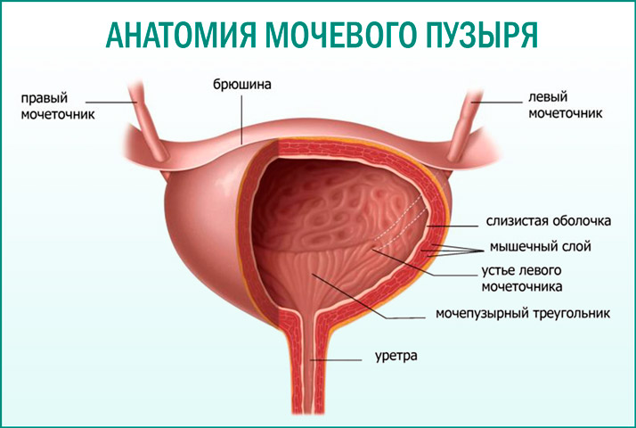 Строение мочевого пузыря