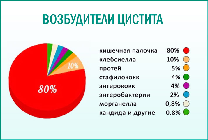 Бактерии - возбудители цистита
