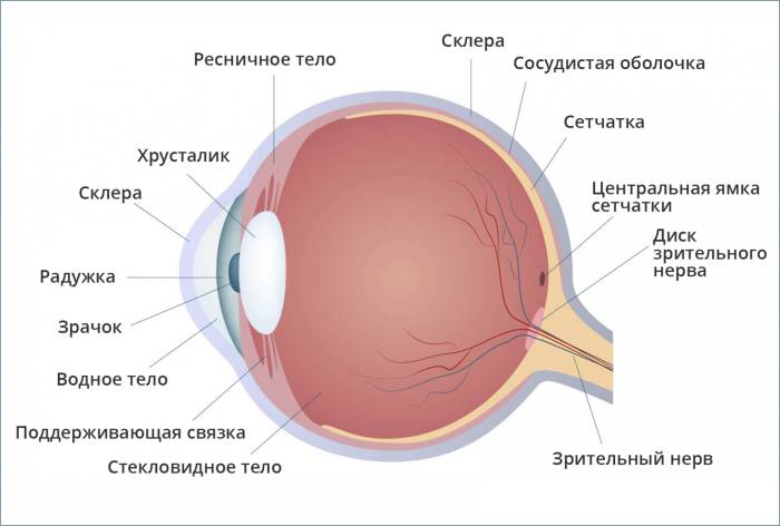 Строение глазного яблока