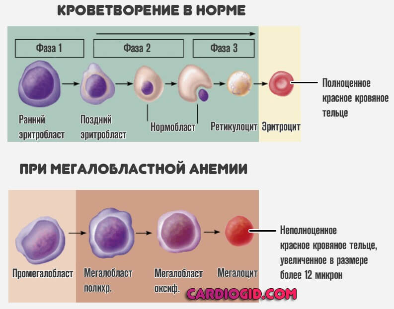кроветворение по мегалобластному типу
